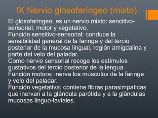 IX Nervio glosofaríngeo (mixto)
El glosofaringeo, es un nervio mixto: sencitivo-
sensorial, motor y vegetativo.
Función sensitivo-sensorial: conduce la
sensibilidad general de la faringe y del tercio
posterior de la mucosa lingual, región amigdalina y
parte del velo del paladar.
Como nervio sensorial recoge los estímulos
gustativos del tercio posterior de la lengua.
Función motora: inerva los músculos de la faringe
y velo del paladar.
Función vegetativa: contiene fibras parasimpaticas
que inervan a la glándula parótida y a la glándulas
mucosas linguo-laviales.
 