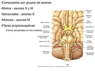 -Compuestos por grupos de axones
-Mixtos - axones S y M
-Sensoriales - axones S
-Motores - axones M
-Fibras propioreceptivas
-Fibras sensoriales en los motores
 