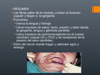  RESUMEN
 Las fibras salen de la medula y entran al foramen
yugular y llegan a la garganta.
 Funciones:
 Inerva la lengua y faringe
 Lleva impulsos de sabor, tacto, presión y dolor desde
la garganta, lengua y glándula parótida.
 Lleva impulsos de quimiorreceptores en el cuerpo
carotídeo (regula O2 y CO2) y de receptores de la
presión del seno carotídeo.
 Daño del nervio impide tragar y saborear agrio y
amargo.
 