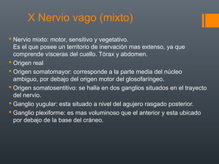 X Nervio vago (mixto)
 Nervio mixto: motor, sensitivo y vegetativo.
Es el que posee un territorio de inervación mas extenso, ya que
comprende vísceras del cuello. Tórax y abdomen.
 Origen real
 Origen somatomayor: corresponde a la parte media del núcleo
ambiguo, por debajo del origen motor del glosofaríngeo.
 Origen somatosentitivo: se halla en dos ganglios situados en el trayecto
del nervio.
 Ganglio yugular: esta situado a nivel del agujero rasgado posterior.
 Ganglio plexiforme: es mas voluminoso que el anterior y esta ubicado
por debajo de la base del cráneo.
 
