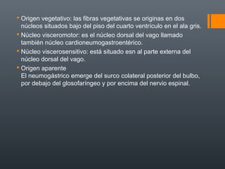  Origen vegetativo: las fibras vegetativas se originas en dos
núcleos situados bajo del piso del cuarto ventrículo en el ala gris.
 Núcleo visceromotor: es el núcleo dorsal del vago llamado
también núcleo cardioneumogastroentérico.
 Núcleo viscerosensitivo: está situado esn al parte externa del
núcleo dorsal del vago.
 Origen aparente
El neumogástrico emerge del surco colateral posterior del bulbo,
por debajo del glosofaríngeo y por encima del nervio espinal.
 