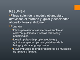 RESUMEN
Fibras salen de la medula oblangata y
atraviesan el foramen yugular y descienden
al cuello, tórax y abdomen.
Función:
Fibras parasimpaticas eferentes suplen al
corazón, pulmones, vísceras toraxicas y
abdominales.
Lleva impulsos de propioreceptores y
quimiorreceptores, yemas gustativas de la
faringe y de la lengua posterior
Lleva impulsos de propioreceptores de músculos
de laringe y faringe.
 