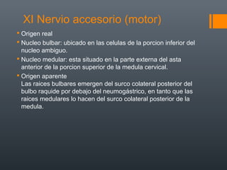 XI Nervio accesorio (motor)
 Origen real
 Nucleo bulbar: ubicado en las celulas de la porcion inferior del
nucleo ambiguo.
 Nucleo medular: esta situado en la parte externa del asta
anterior de la porcion superior de la medula cervical.
 Origen aparente
Las raices bulbares emergen del surco colateral posterior del
bulbo raquide por debajo del neumogástrico, en tanto que las
raices medulares lo hacen del surco colateral posterior de la
medula.
 