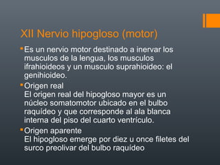 XII Nervio hipogloso (motor)
Es un nervio motor destinado a inervar los
musculos de la lengua, los musculos
ifrahioideos y un musculo suprahioideo: el
genihioideo.
Origen real
El origen real del hipogloso mayor es un
núcleo somatomotor ubicado en el bulbo
raquídeo y que corresponde al ala blanca
interna del piso del cuarto ventrículo.
Origen aparente
El hipogloso emerge por diez u once filetes del
surco preolivar del bulbo raquídeo
 
