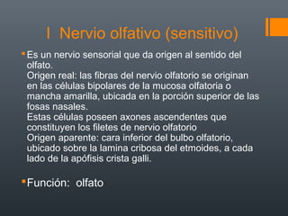 I Nervio olfativo (sensitivo)
Es un nervio sensorial que da origen al sentido del
olfato.
Origen real: las fibras del nervio olfatorio se originan
en las células bipolares de la mucosa olfatoria o
mancha amarilla, ubicada en la porción superior de las
fosas nasales.
Estas células poseen axones ascendentes que
constituyen los filetes de nervio olfatorio
Origen aparente: cara inferior del bulbo olfatorio,
ubicado sobre la lamina cribosa del etmoides, a cada
lado de la apófisis crista galli.
Función: olfato
 