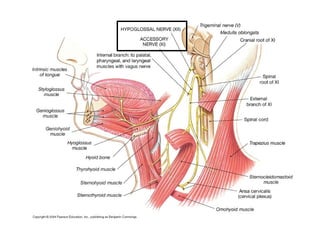 Tema V - Pares Craneales