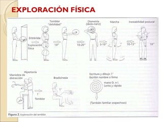 EXPLORACIÓN FÍSICA 