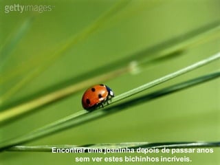 Encontrar uma joaninha depois de passar anos  sem ver estes bichinhos incríveis. 