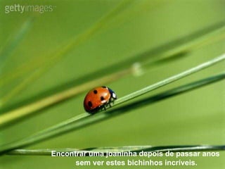 Encontrar uma joaninha depois de passar anos
      sem ver estes bichinhos incríveis.
 