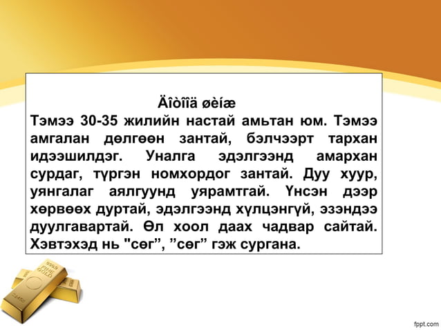 Тэмээ | PPT