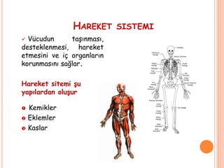  Vücudun taşınması,
desteklenmesi, hareket
etmesini ve iç organların
korunmasını sağlar.
Hareket sitemi şu
yapılardan oluşur
 Kemikler
 Eklemler
 Kaslar
HAREKET SISTEMI
 