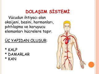 DOLAŞIM SİSTEMİ
Vücudun ihtiyacı olan
oksijeni, besini, hormonları,
pıhtılaşma ve koruyucu
elemanları hücrelere taşır.
ÜÇ YAPIDAN OLUŞUR:
* KALP
* DAMARLAR
* KAN
 