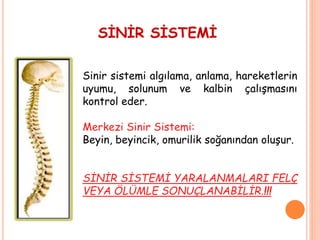 SİNİR SİSTEMİ
Sinir sistemi algılama, anlama, hareketlerin
uyumu, solunum ve kalbin çalışmasını
kontrol eder.
Merkezi Sinir Sistemi:
Beyin, beyincik, omurilik soğanından oluşur.
SİNİR SİSTEMİ YARALANMALARI FELÇ
VEYA ÖLÜMLE SONUÇLANABİLİR.!!!
 