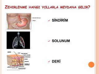ZEHIRLENME HANGI YOLLARLA MEYDANA GELIR?
 SİNDİRİM
 SOLUNUM
 DERİ
 