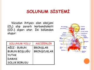 SOLUNUM SİSTEMİ
Vücudun ihtiyacı olan oksijeni
(O2) alıp zararlı karbondioksiti
(CO²) dışarı atar. İki bölümden
oluşur:
SOLUNUM YOLU AKCİĞERLER
AĞIZ - BURUN
BURUN BOŞLUĞU
YUTAK
DAMAK
SOLUK BORUSU
BRONŞLAR
BRONŞCUKLAR
 