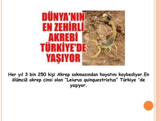 Her yıl 3 bin 250 kişi Akrep sokmasından hayatını kaybediyor.En
ölümcül akrep cinsi olan “Leiurus quinquestriatus” Türkiye 'de
yaşıyor.
 