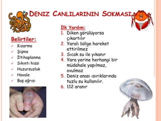 DENIZ CANLILARININ SOKMASI
Belirtiler:
 Kızarma
 Şişme
 İltihaplanma
 Sıkıntı hissi
 Huzursuzluk
 Havale
 Baş ağrısı
İlk Yardım:
1. Diken görülüyorsa
çıkartılır
2. Yaralı bölge hareket
ettirilmez
3. Sıcak su ile yıkanır
4. Yara yerine herhangi bir
müdahale yapılmaz,
ovulmaz
5. Deniz anası ısırıklarında
tuzlu su kullanılır.
6. 112 aranır
 