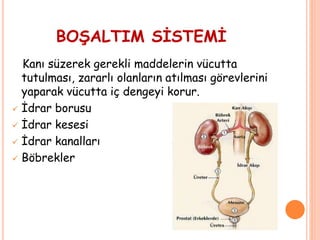 Kanı süzerek gerekli maddelerin vücutta
tutulması, zararlı olanların atılması görevlerini
yaparak vücutta iç dengeyi korur.
 İdrar borusu
 İdrar kesesi
 İdrar kanalları
 Böbrekler
BOŞALTIM SİSTEMİ
 