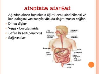 Ağızdan alınan besinlerin öğütülerek sindirilmesi ve
kan dolaşımı vasıtasıyla vücuda dağıtılmasını sağlar.
 Dil ve dişler
 Yemek borusu, mide
 Safra kesesi,pankreas
 Bağırsaklar
SİNDİRİM SİSTEMİ
 