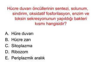 Hücre duvarı öncüllerinin sentezi, solunum, sindirim, oksidatif fosforilasyon, enzim ve toksin sekresyonunun yapıldığı bakteri kısmı hangisidir? Hüre duvarı Hücre zarı Sitoplazma Ribozom Periplazmik aralık 