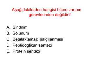 Aşağıdakilerden hangisi hücre zarının görevlerinden değildir? Sindirim Solunum Betalaktamaz  salgılanması Peptidoglikan sentezi Protein sentezi 