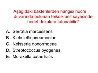 Aşağıdaki bakterilerden hangisi hücre duvarında bulunan teikoik asit sayesinde hedef dokulara tutunabilir? Serratia marcessens Klebsiella pneumoniae Neisseria gonorrhoeae Streptococcus pyogenes Moraxella catarrhalis 