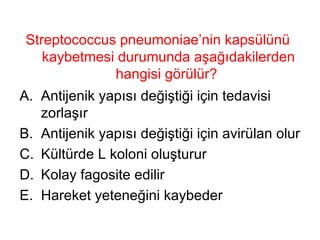 Streptococcus pneumoniae’nin kapsülünü kaybetmesi durumunda aşağıdakilerden hangisi görülür?  Antijenik yapısı değiştiği için tedavisi zorlaşır Antijenik yapısı değiştiği için avirülan olur Kültürde L koloni oluşturur Kolay fagosite edilir Hareket yeteneğini kaybeder 