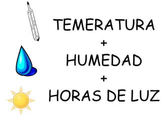 TEMERATURA + HUMEDAD + HORAS DE LUZ 