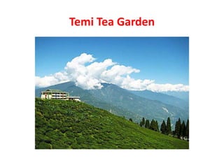 Temi Tea Garden
 