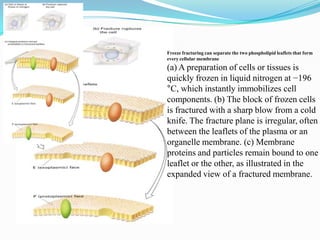 Freeze fracturing can separate the two phospholipid leaflets that form
every cellular membrane
(a) A preparation of cells or tissues is
quickly frozen in liquid nitrogen at −196
°C, which instantly immobilizes cell
components. (b) The block of frozen cells
is fractured with a sharp blow from a cold
knife. The fracture plane is irregular, often
between the leaflets of the plasma or an
organelle membrane. (c) Membrane
proteins and particles remain bound to one
leaflet or the other, as illustrated in the
expanded view of a fractured membrane.
 