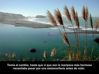 Temía al cambio, hasta que vi que aún la mariposa más hermosa
   necesitaba pasar por una metamorfosis antes de volar.
 