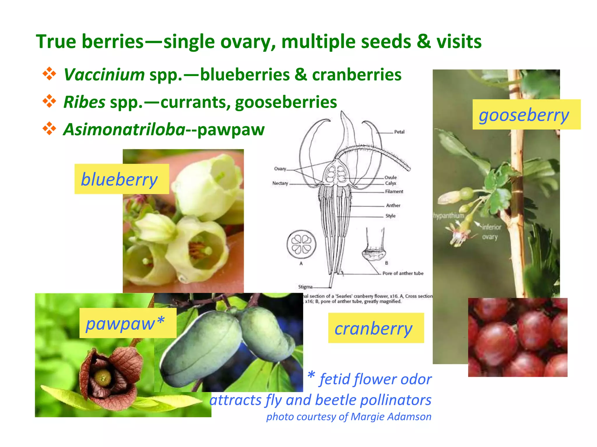 True berries—single ovary, multiple seeds & visits
 Vaccinium spp.—blueberries & cranberries
 Ribes spp.—currants, gooseberries
                                                               gooseberry
 Asimonatriloba--pawpaw

     blueberry




     pawpaw*                             cranberry

                                   * fetid flower odor
                   attracts fly and beetle pollinators
                            photo courtesy of Margie Adamson
 
