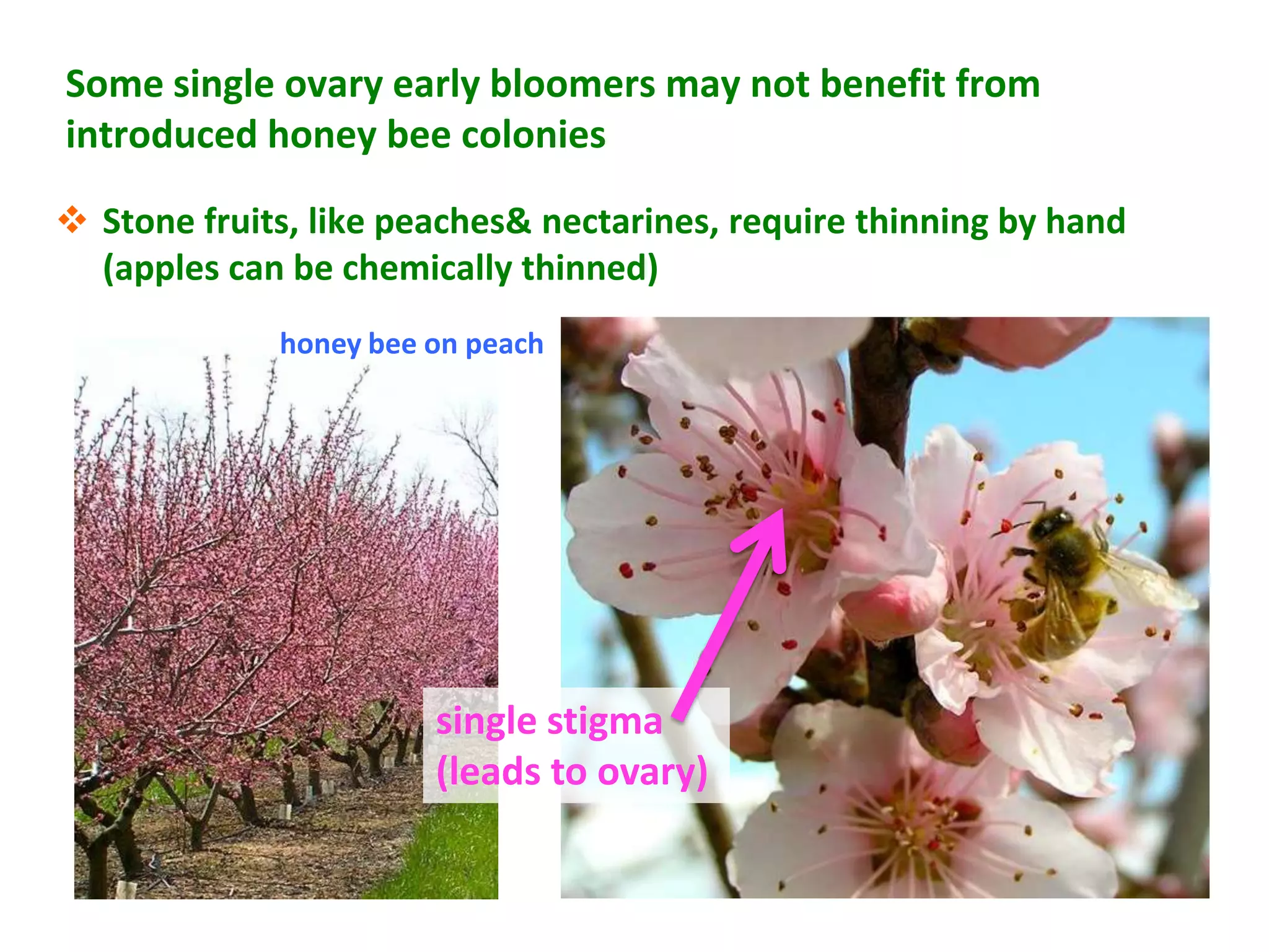 Some single ovary early bloomers may not benefit from
introduced honey bee colonies

 Stone fruits, like peaches& nectarines, require thinning by hand
  (apples can be chemically thinned)
             honey bee on peach




                       single stigma
                       (leads to ovary)
 
