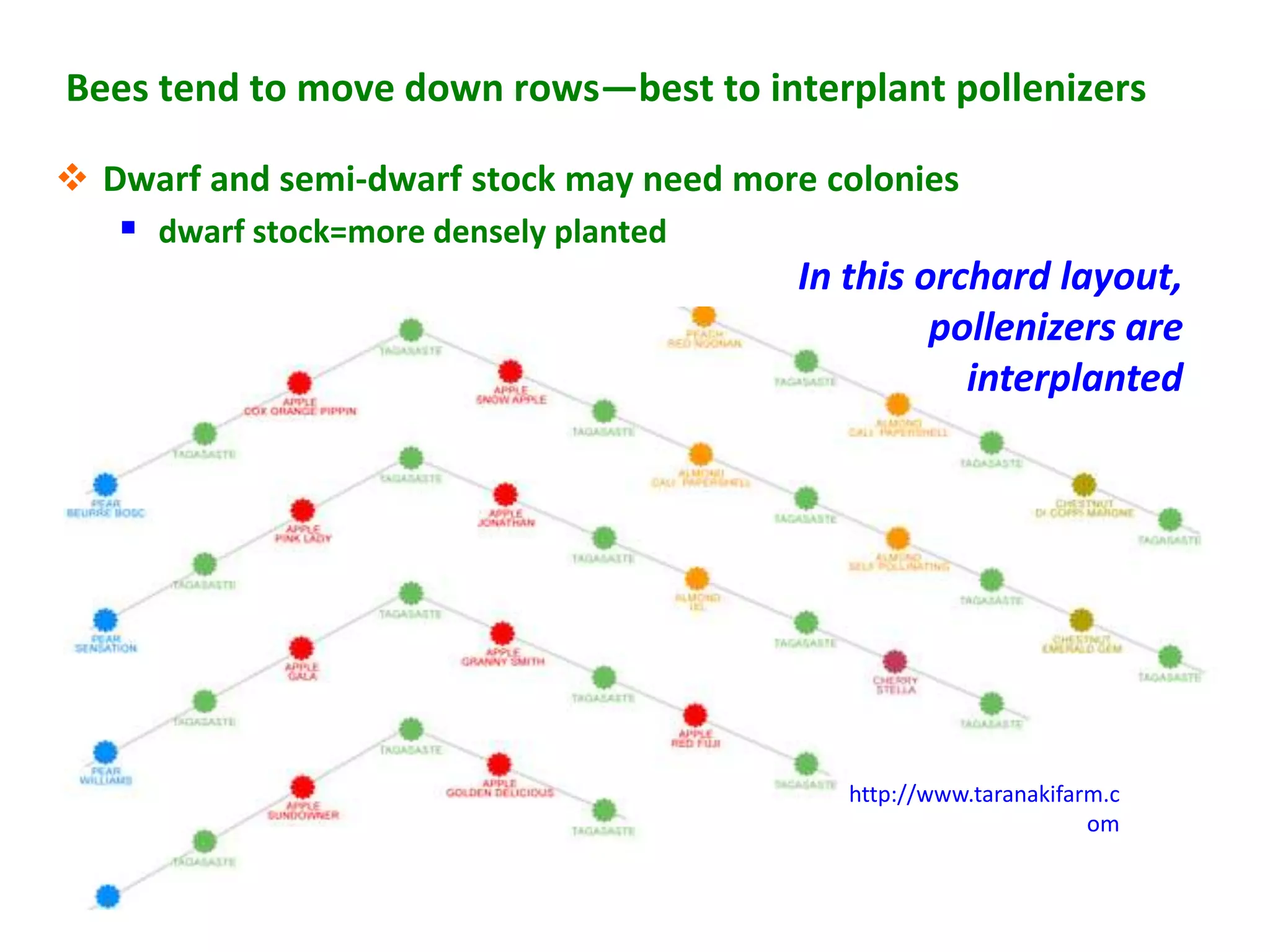 Bees tend to move down rows—best to interplant pollenizers

 Dwarf and semi-dwarf stock may need more colonies
    dwarf stock=more densely planted
                                         In this orchard layout,
                                                  pollenizers are
                                                    interplanted




                                            http://www.taranakifarm.c
                                                                  om
 