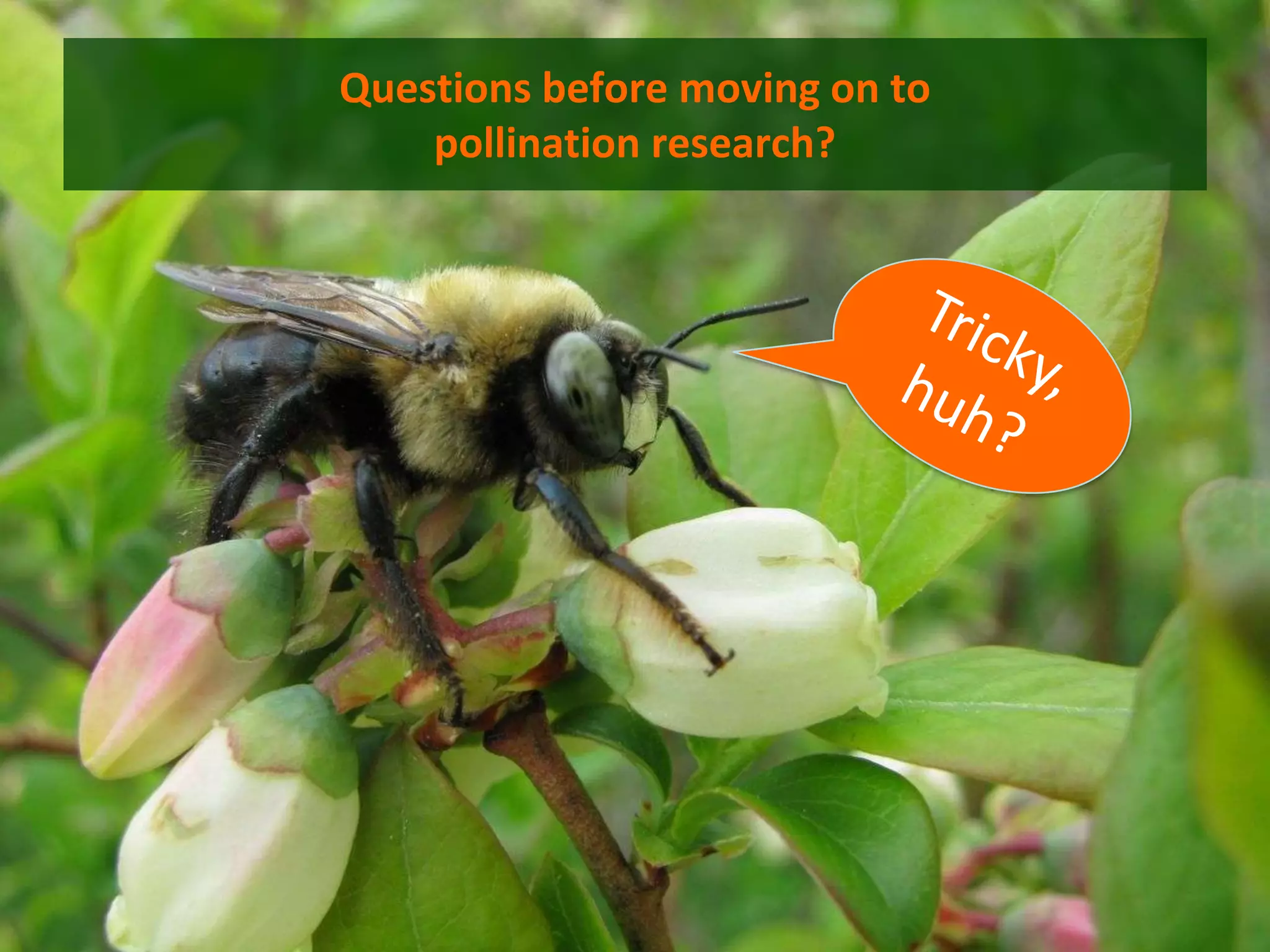 Questions before moving on to
    pollination research?
 