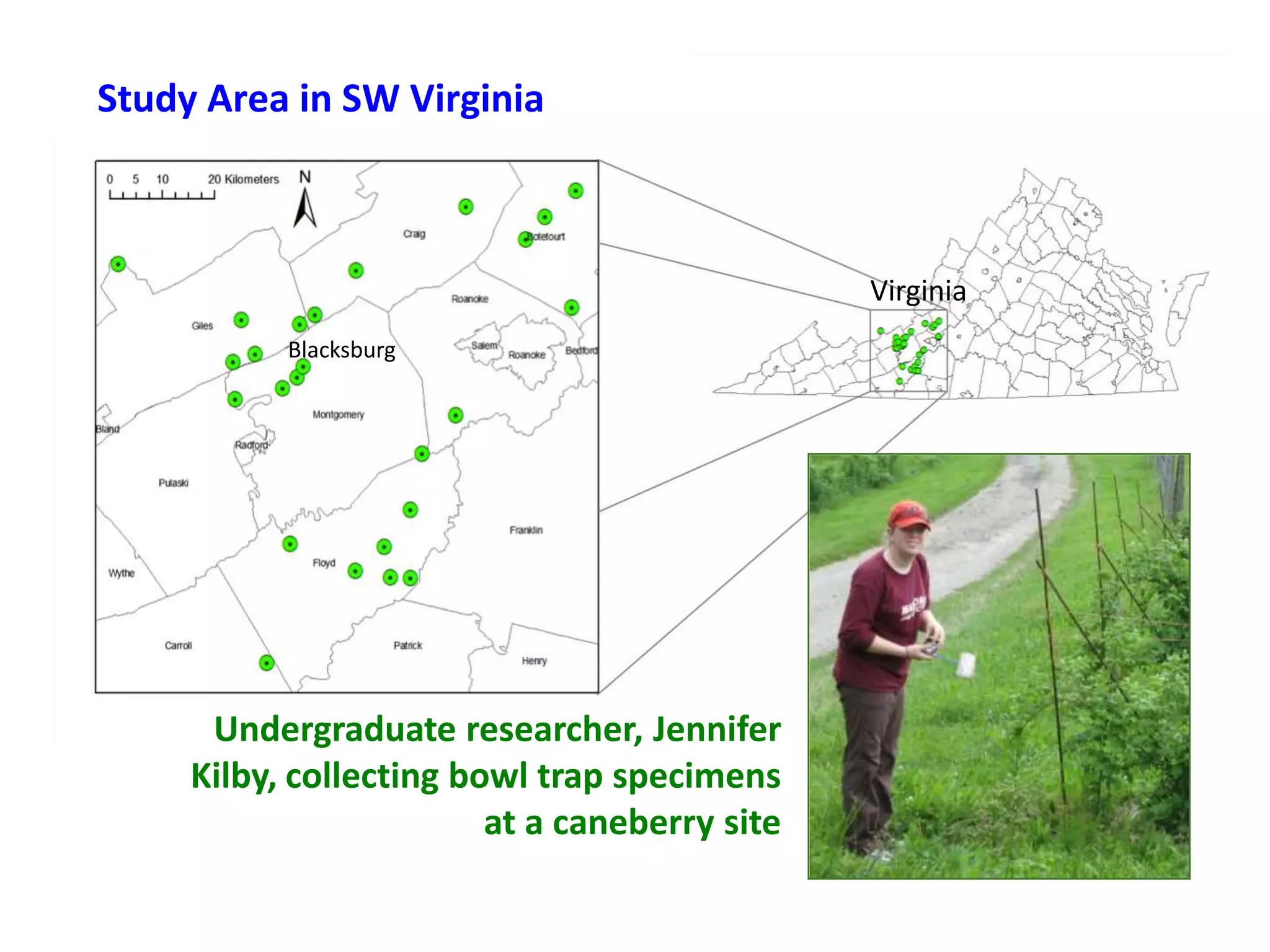 Study Area in SW Virginia



                                               Virginia
           Blacksburg




      Undergraduate researcher, Jennifer
     Kilby, collecting bowl trap specimens
                         at a caneberry site
 