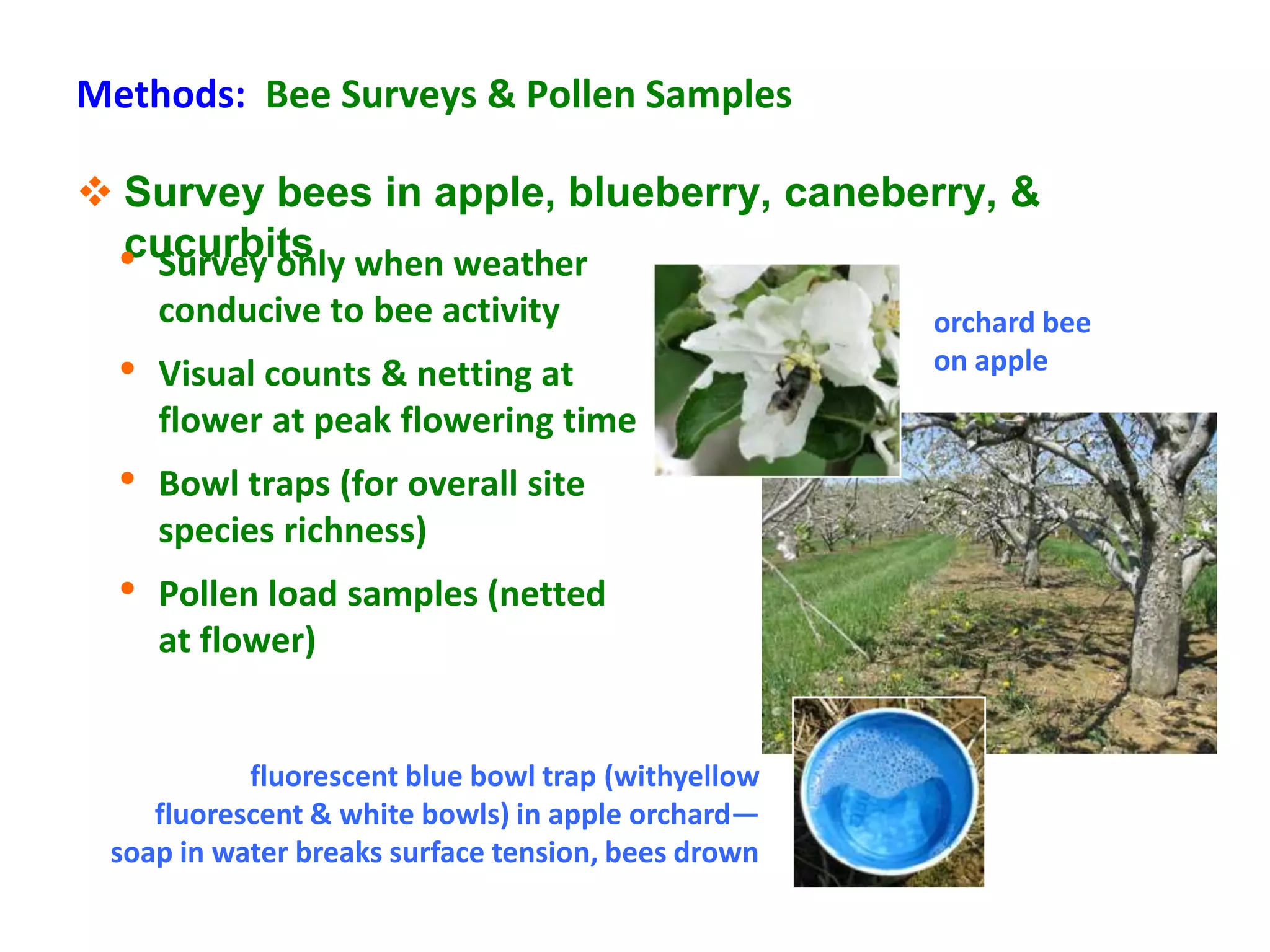Methods: Bee Surveys & Pollen Samples

 Survey bees in apple, blueberry, caneberry, &
  cucurbits
 • Survey only when weather
      conducive to bee activity                     orchard bee
  •   Visual counts & netting at                    on apple
      flower at peak flowering time
  •   Bowl traps (for overall site
      species richness)
  •   Pollen load samples (netted
      at flower)


           fluorescent blue bowl trap (withyellow
    fluorescent & white bowls) in apple orchard—
 soap in water breaks surface tension, bees drown
 