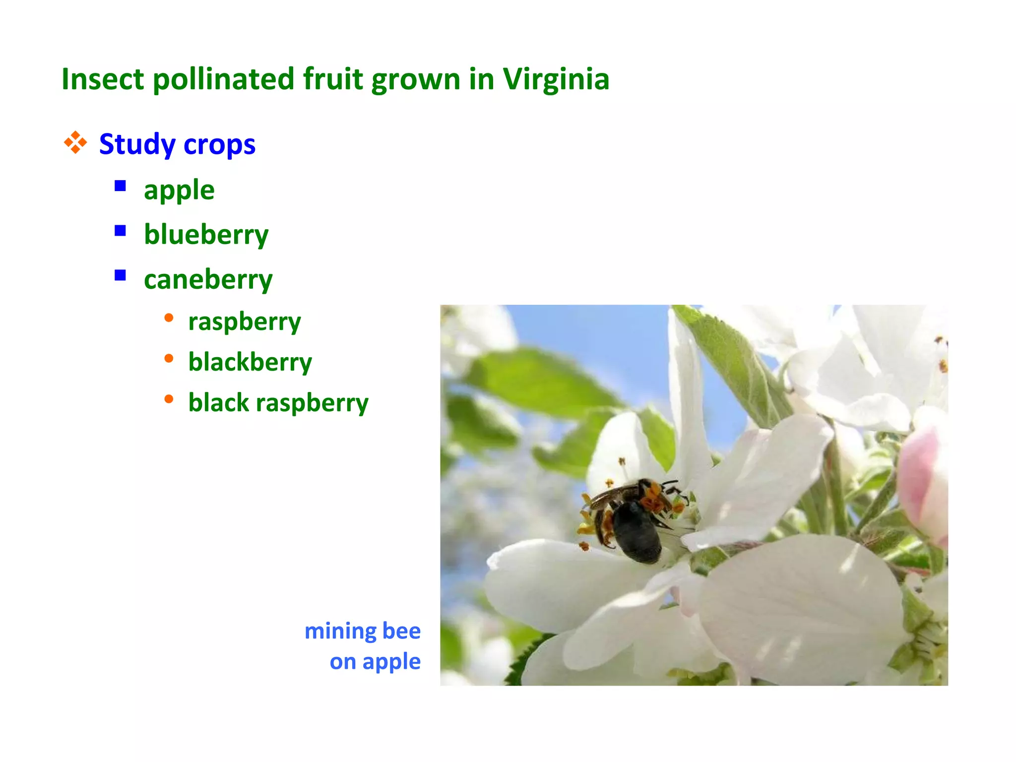 Insect pollinated fruit grown in Virginia
 Study crops
    apple
    blueberry
    caneberry
       • raspberry
       • blackberry
       • black raspberry




                  mining bee
                    on apple
 