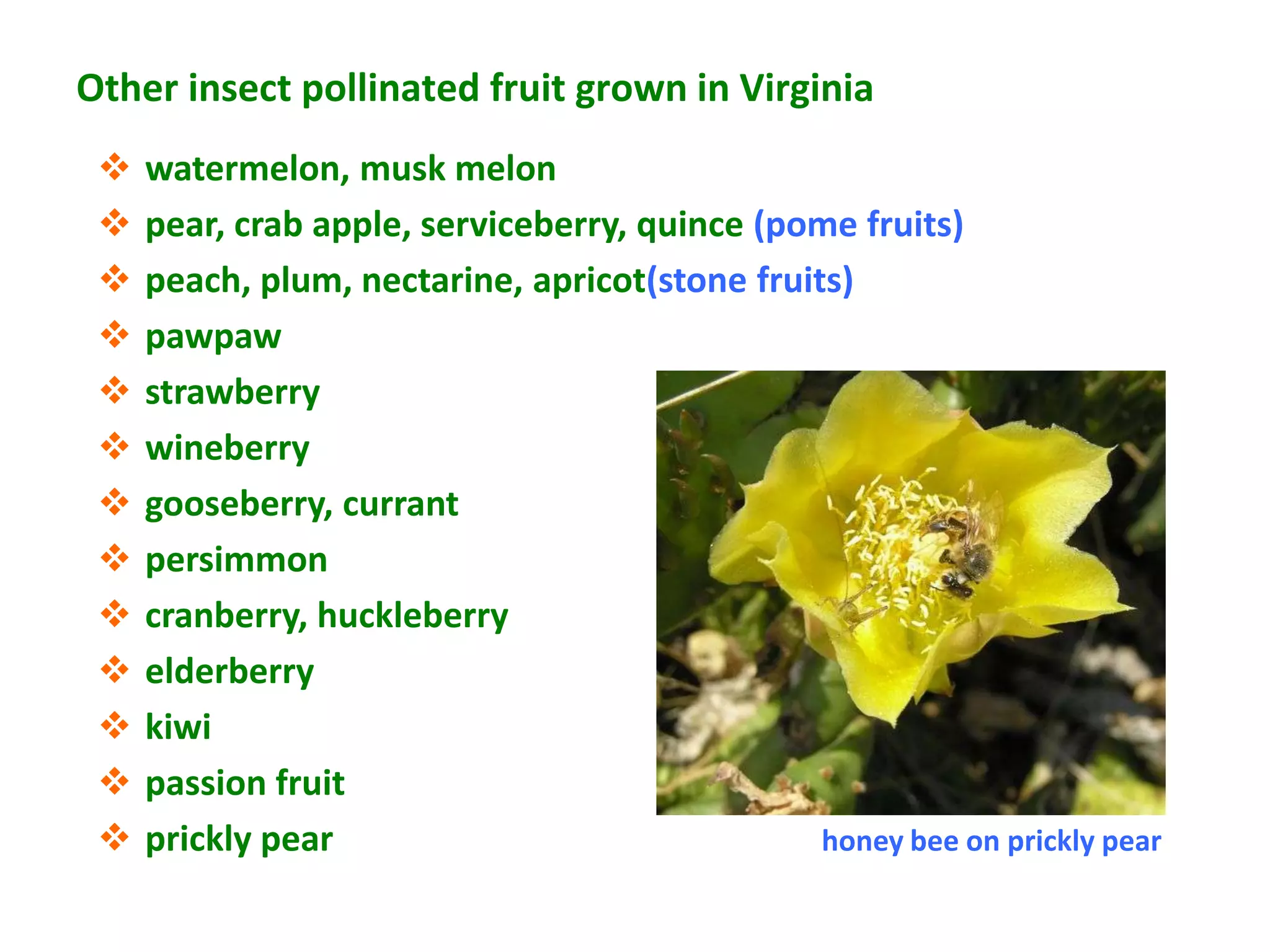 Other insect pollinated fruit grown in Virginia
    watermelon, musk melon
    pear, crab apple, serviceberry, quince (pome fruits)
    peach, plum, nectarine, apricot(stone fruits)
    pawpaw
    strawberry
    wineberry
    gooseberry, currant
    persimmon
    cranberry, huckleberry
    elderberry
    kiwi
    passion fruit
    prickly pear                               honey bee on prickly pear
 