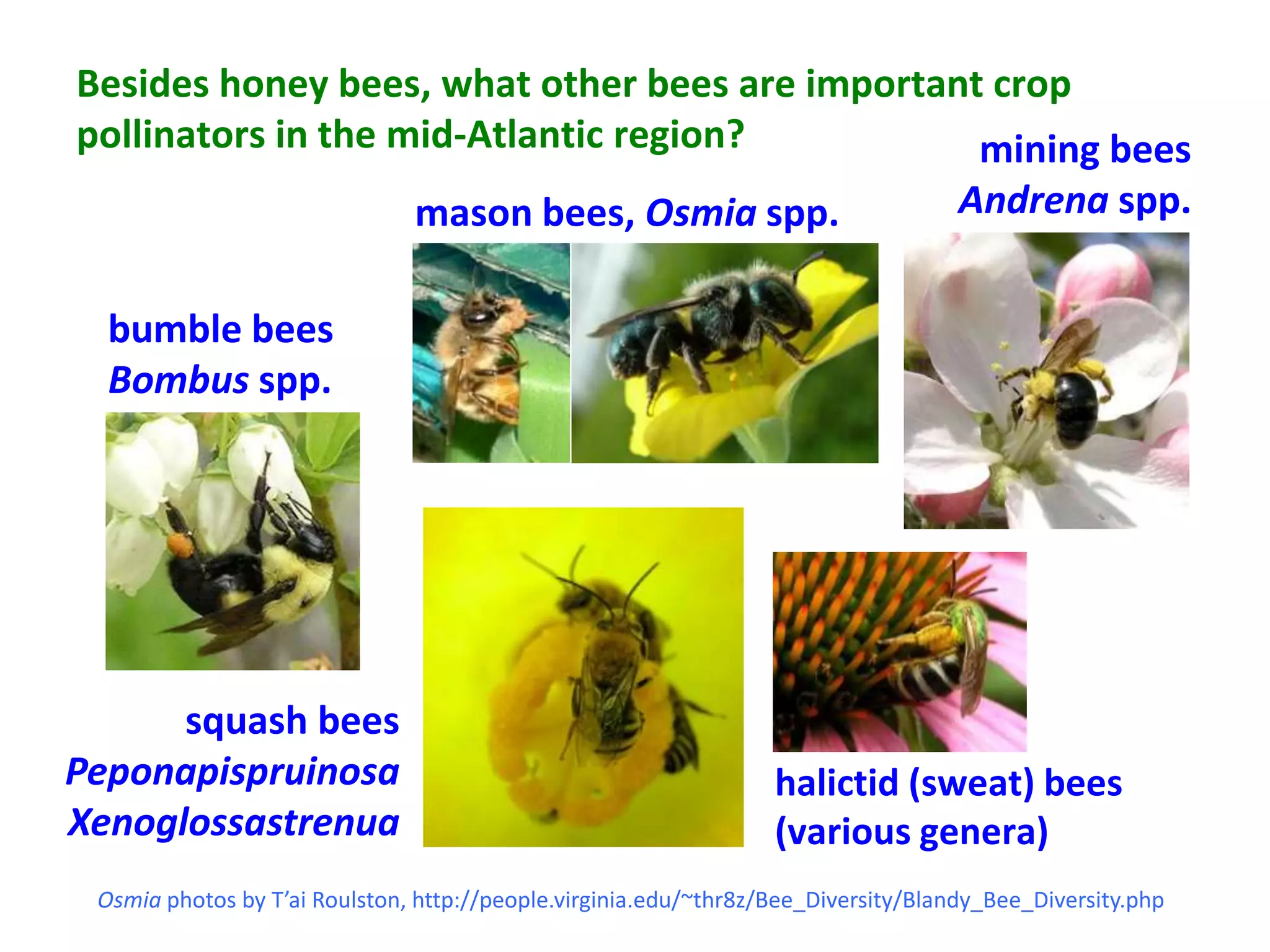Besides honey bees, what other bees are important crop
pollinators in the mid-Atlantic region?          mining bees
                               mason bees, Osmia spp.                               Andrena spp.


  bumble bees
  Bombus spp.




      squash bees
Peponapispruinosa                                                 halictid (sweat) bees
Xenoglossastrenua                                                 (various genera)
 Osmia photos by T’ai Roulston, http://people.virginia.edu/~thr8z/Bee_Diversity/Blandy_Bee_Diversity.php
 