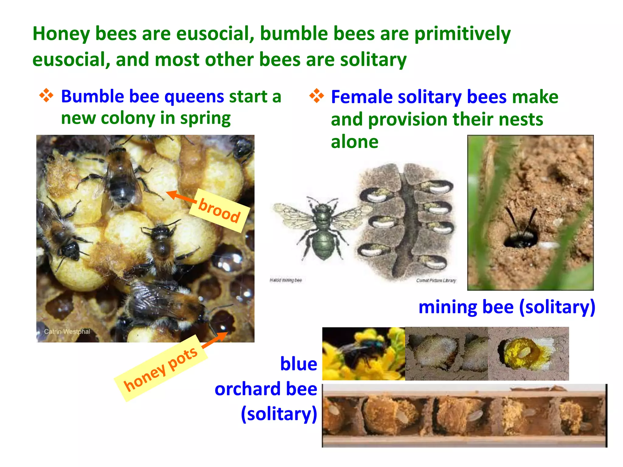Honey bees are eusocial, bumble bees are primitively
eusocial, and most other bees are solitary
 Bumble bee queens start a    Female solitary bees make
  new colony in spring          and provision their nests
                                alone




                                         mining bee (solitary)

                           blue
                   orchard bee
                      (solitary)
 