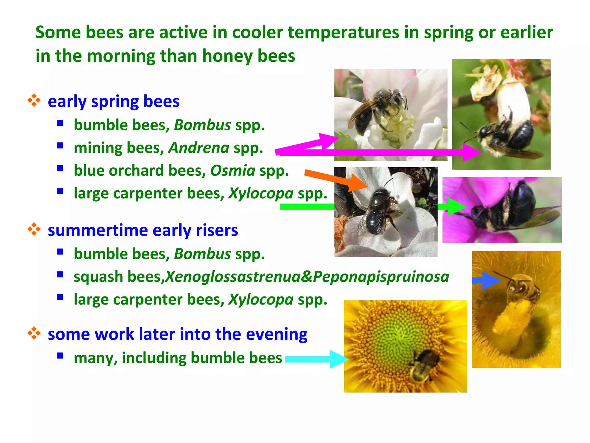 Some bees are active in cooler temperatures in spring or earlier
 in the morning than honey bees

 early spring bees
      bumble bees, Bombus spp.
      mining bees, Andrena spp.
      blue orchard bees, Osmia spp.
      large carpenter bees, Xylocopa spp.

 summertime early risers
    bumble bees, Bombus spp.
    squash bees,XenoglossastrenuaPeponapispruinosa
    large carpenter bees, Xylocopa spp.
 some work later into the evening
    many, including bumble bees
 