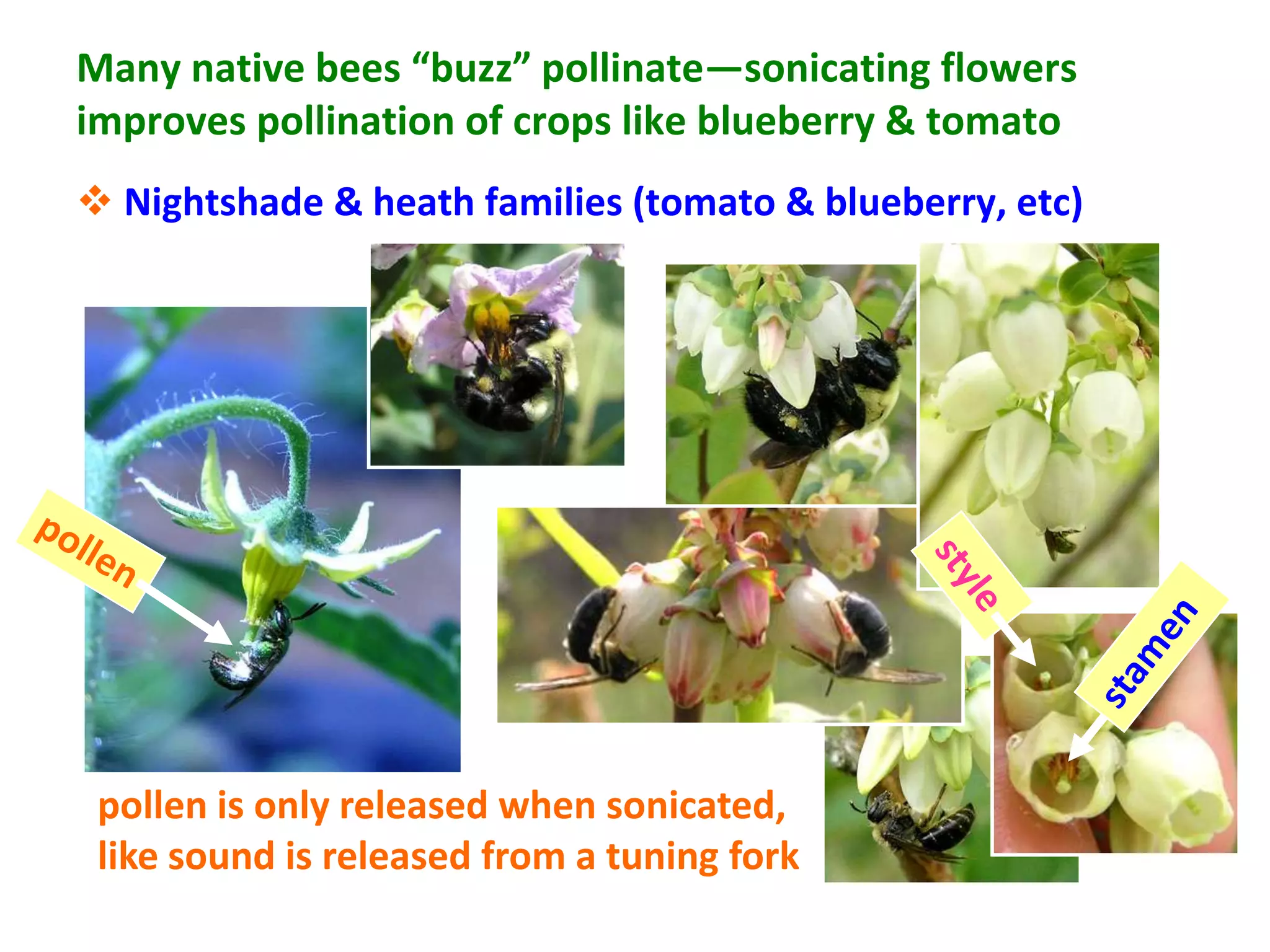 Many native bees “buzz” pollinate—sonicating flowers
improves pollination of crops like blueberry  tomato
 Nightshade  heath families (tomato  blueberry, etc)




 pollen is only released when sonicated,
 like sound is released from a tuning fork
 