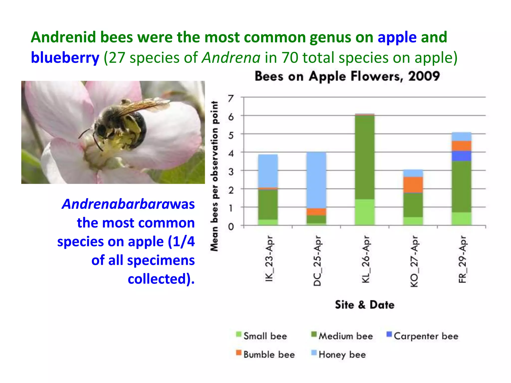 Andrenid bees were the most common genus on apple and
blueberry (27 species of Andrena in 70 total species on apple)




    Andrenabarbarawas
      the most common
   species on apple (1/4
        of all specimens
               collected).
 