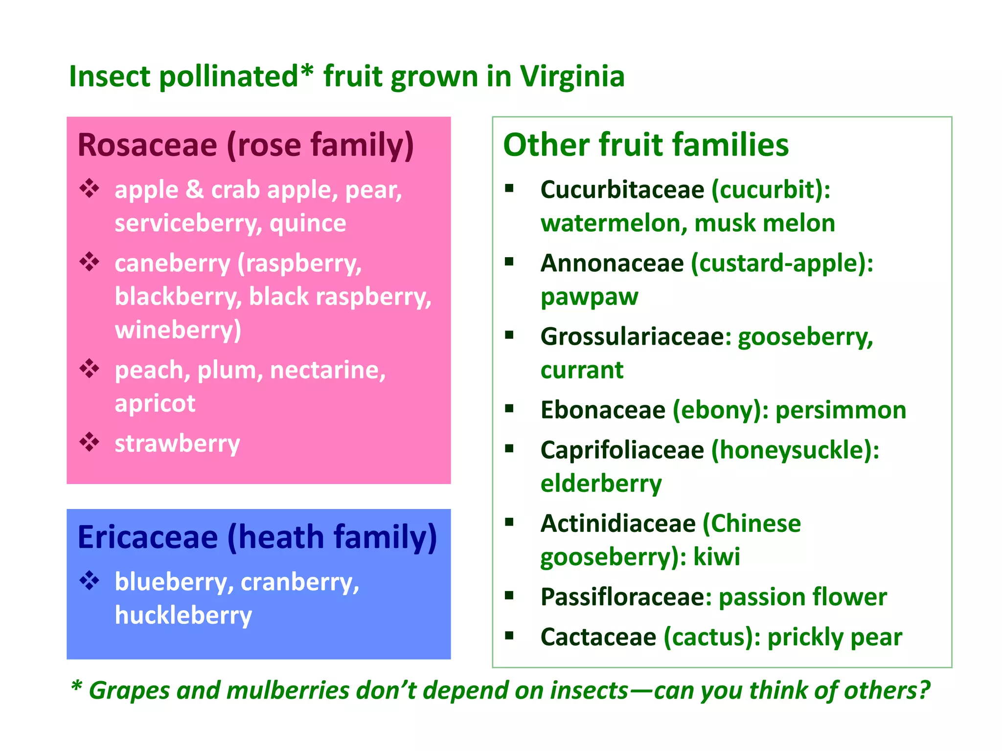 Insect pollinated* fruit grown in Virginia

Rosaceae (rose family)              Other fruit families
 apple & crab apple, pear,          Cucurbitaceae (cucurbit):
  serviceberry, quince                watermelon, musk melon
 caneberry (raspberry,              Annonaceae (custard-apple):
  blackberry, black raspberry,        pawpaw
  wineberry)                         Grossulariaceae: gooseberry,
 peach, plum, nectarine,             currant
  apricot                            Ebonaceae (ebony): persimmon
 strawberry                         Caprifoliaceae (honeysuckle):
                                      elderberry
                                     Actinidiaceae (Chinese
Ericaceae (heath family)              gooseberry): kiwi
 blueberry, cranberry,
                                     Passifloraceae: passion flower
  huckleberry
                                     Cactaceae (cactus): prickly pear
* Grapes and mulberries don’t depend on insects—can you think of others?
 