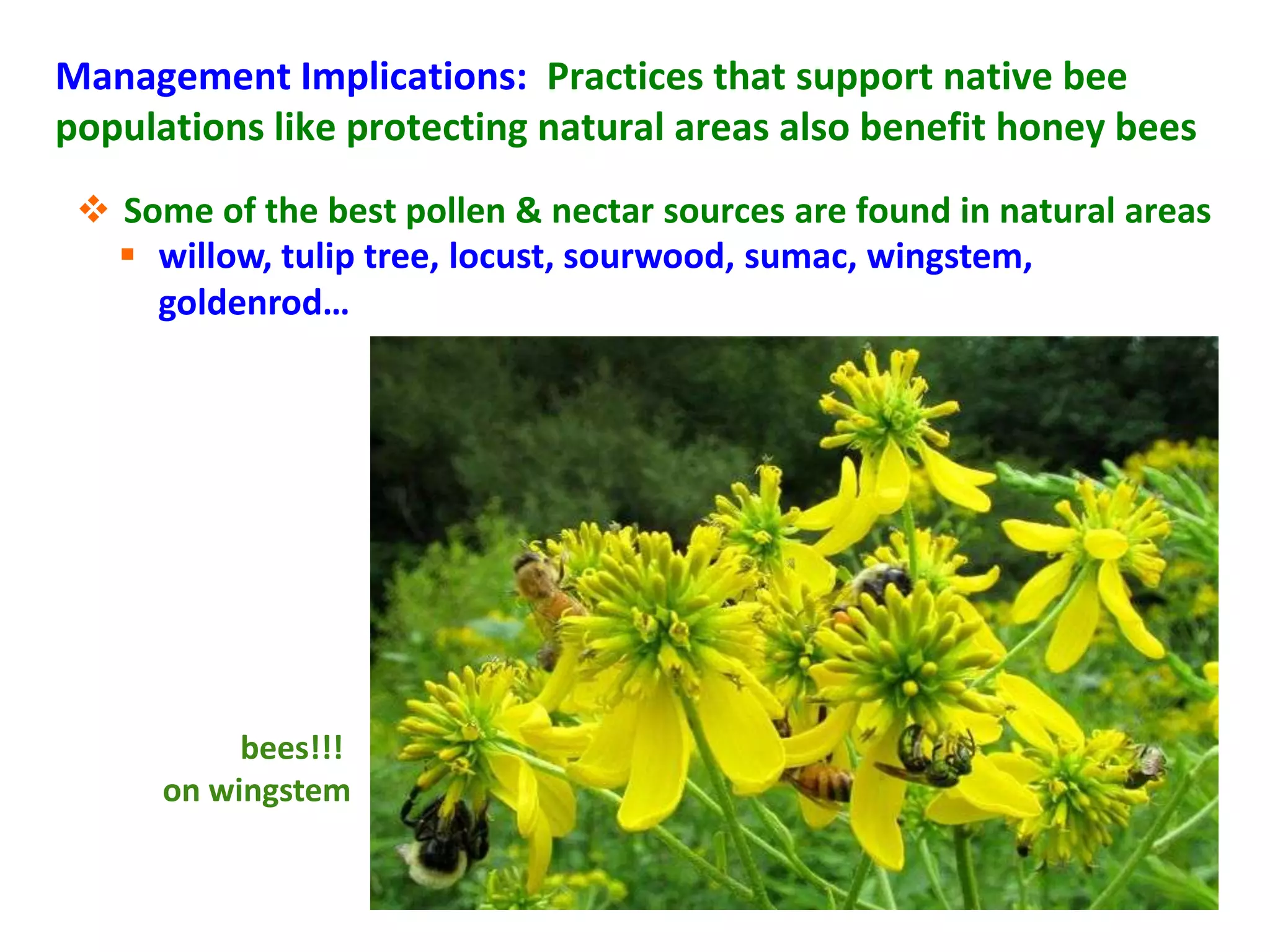 Management Implications: Practices that support native bee
populations like protecting natural areas also benefit honey bees
  Some of the best pollen  nectar sources are found in natural areas
    willow, tulip tree, locust, sourwood, sumac, wingstem,
     goldenrod…




           bees!!!
      on wingstem
 