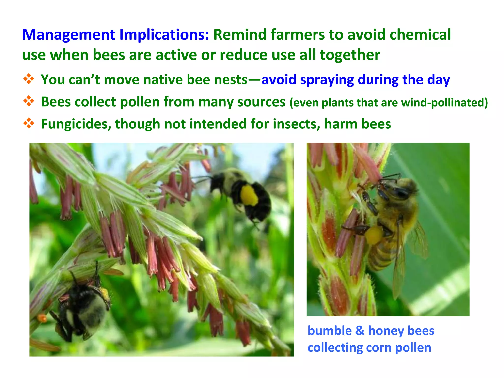 Management Implications: Remind farmers to avoid chemical
use when bees are active or reduce use all together
 You can’t move native bee nests—avoid spraying during the day
 Bees collect pollen from many sources (even plants that are wind-pollinated)
 Fungicides, though not intended for insects, harm bees




                                               bumble  honey bees
                                               collecting corn pollen
 