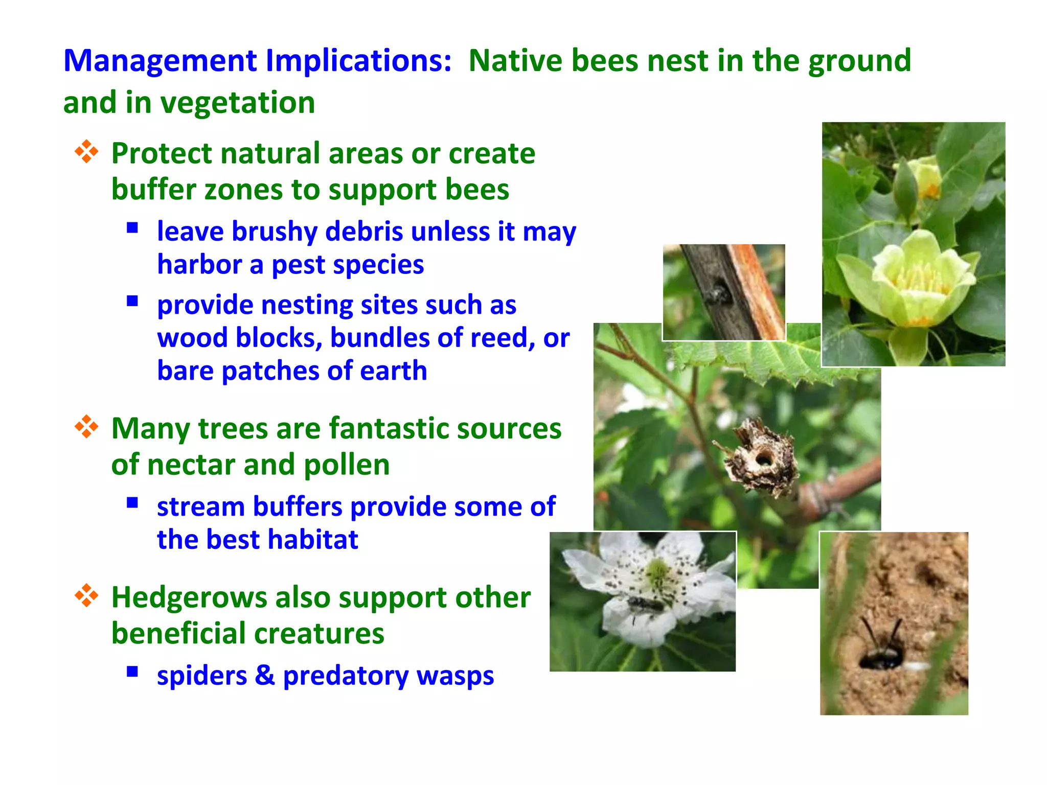 Management Implications: Native bees nest in the ground
and in vegetation
  Protect natural areas or create
   buffer zones to support bees
     leave brushy debris unless it may
     harbor a pest species
    provide nesting sites such as
     wood blocks, bundles of reed, or
     bare patches of earth
 Many trees are fantastic sources
  of nectar and pollen
    stream buffers provide some of
      the best habitat
 Hedgerows also support other
  beneficial creatures
    spiders  predatory wasps
 