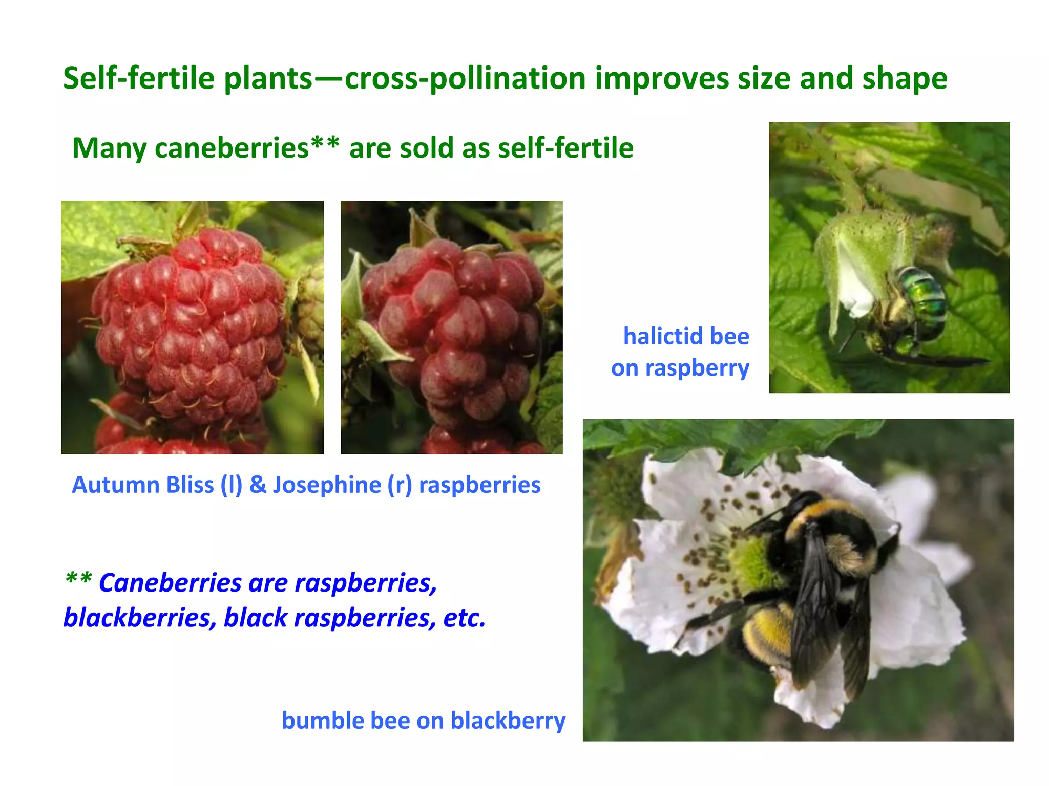 Self-fertile plants—cross-pollination improves size and shape
Many caneberries** are sold as self-fertile




                                                halictid bee
                                               on raspberry



Autumn Bliss (l) & Josephine (r) raspberries


** Caneberries are raspberries,
blackberries, black raspberries, etc.


                   bumble bee on blackberry
 