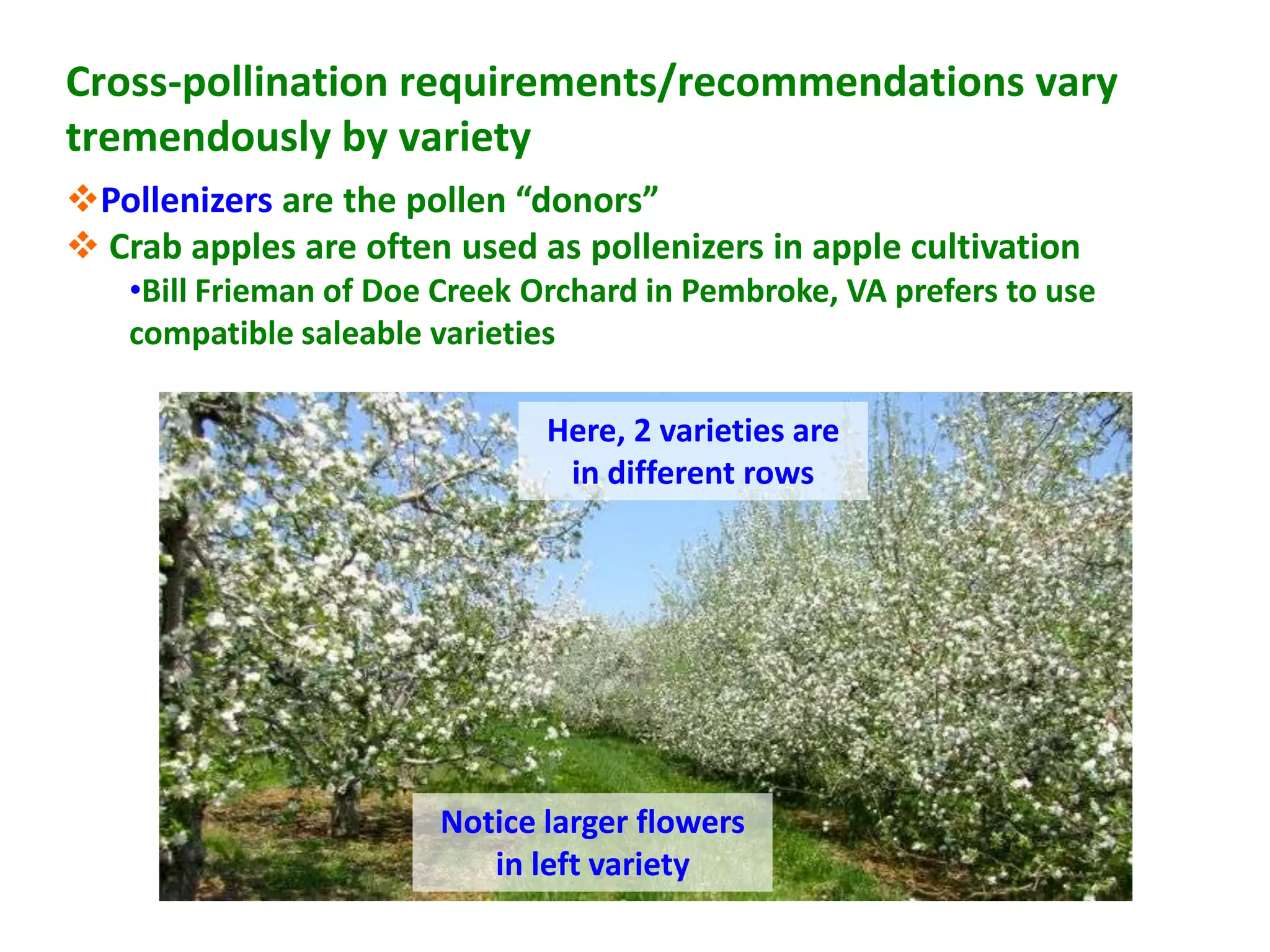 Cross-pollination requirements/recommendations vary
tremendously by variety
Pollenizers are the pollen “donors”
 Crab apples are often used as pollenizers in apple cultivation
    •Bill Frieman of Doe Creek Orchard in Pembroke, VA prefers to use
    compatible saleable varieties

                                Here, 2 varieties are
                                 in different rows




                        Notice larger flowers
                           in left variety
 